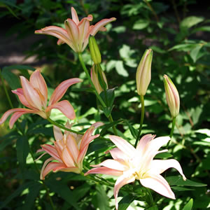 Lilium Aphrodite